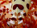   Colman Shrimp Fire Urchin...Not Cropped UrchinNot Urchin :-) :)  
